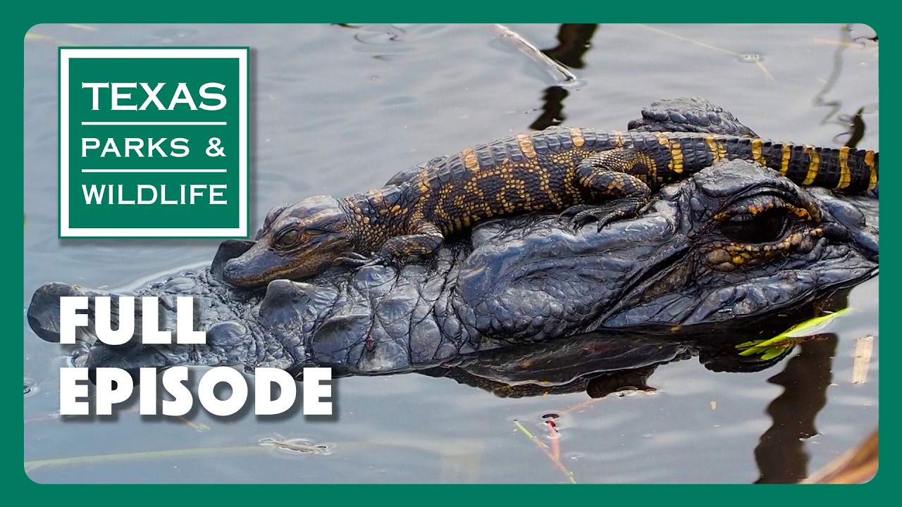 Aspiring Archaeologists, Amongst Gators, Lake Whitney | Texas Parks & Wildlife Series (Full Episode)