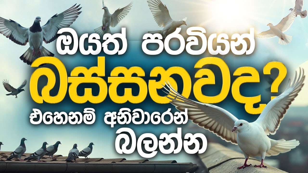ඔයත් පරවියන් බස්සනවද? | Do you also catch other people's pigeons?🕊️ #pigeon #pigeonlover #පරවියන්