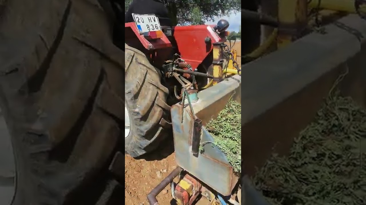 Bilhassa kırsal yerde bulunan tarlalara kekik dikimi yapılıyor.Denizli/Tavas/Balkıca köyü