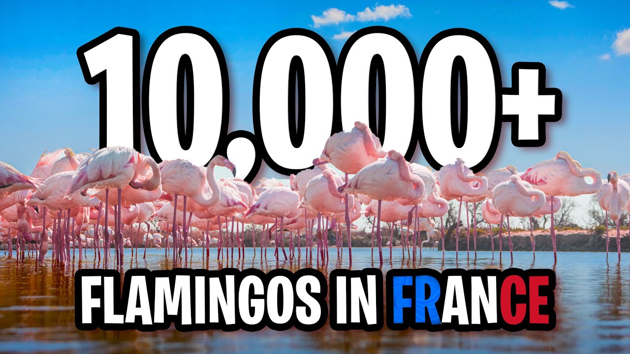 The Flamingos of the Camargue: A Short Documentary
