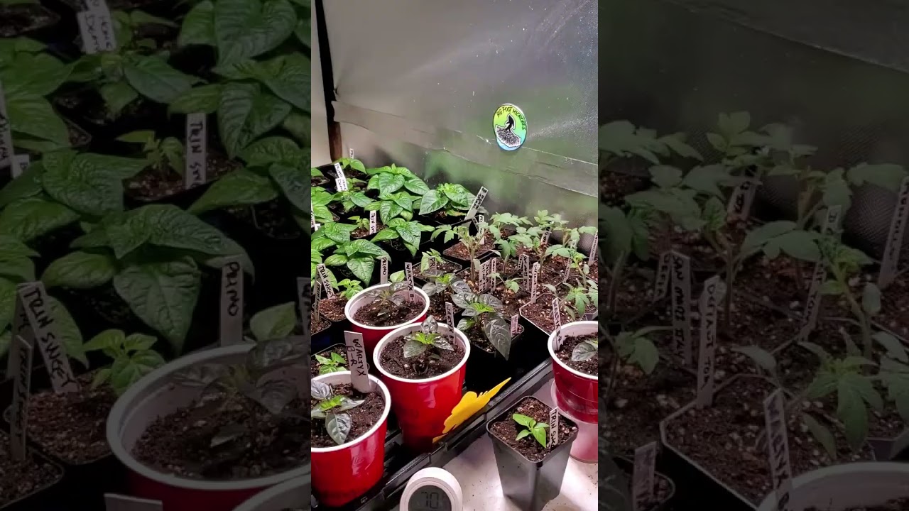 Papa Bear's Plant Update April 2 2023