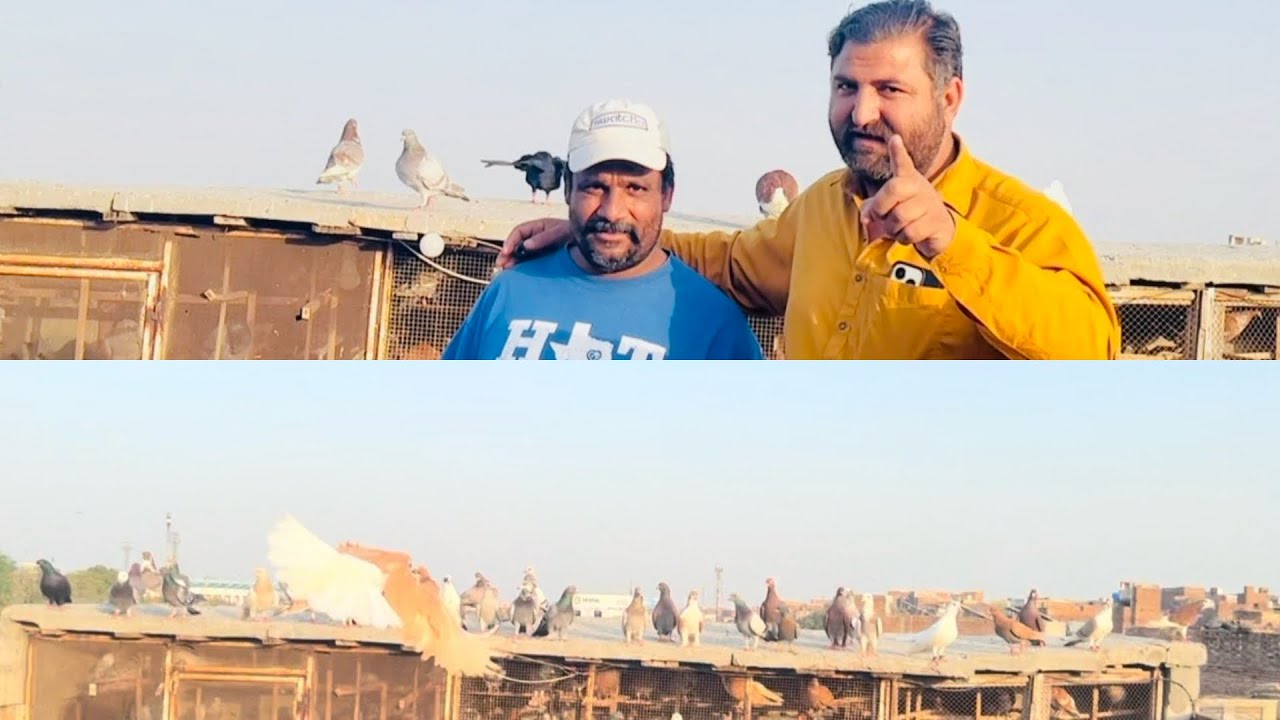 Today new entry ❤️😱fighter 45 kabuter le ye ha#pigeon #pegionsvideos #bird #pigeonlaver #kabootar 