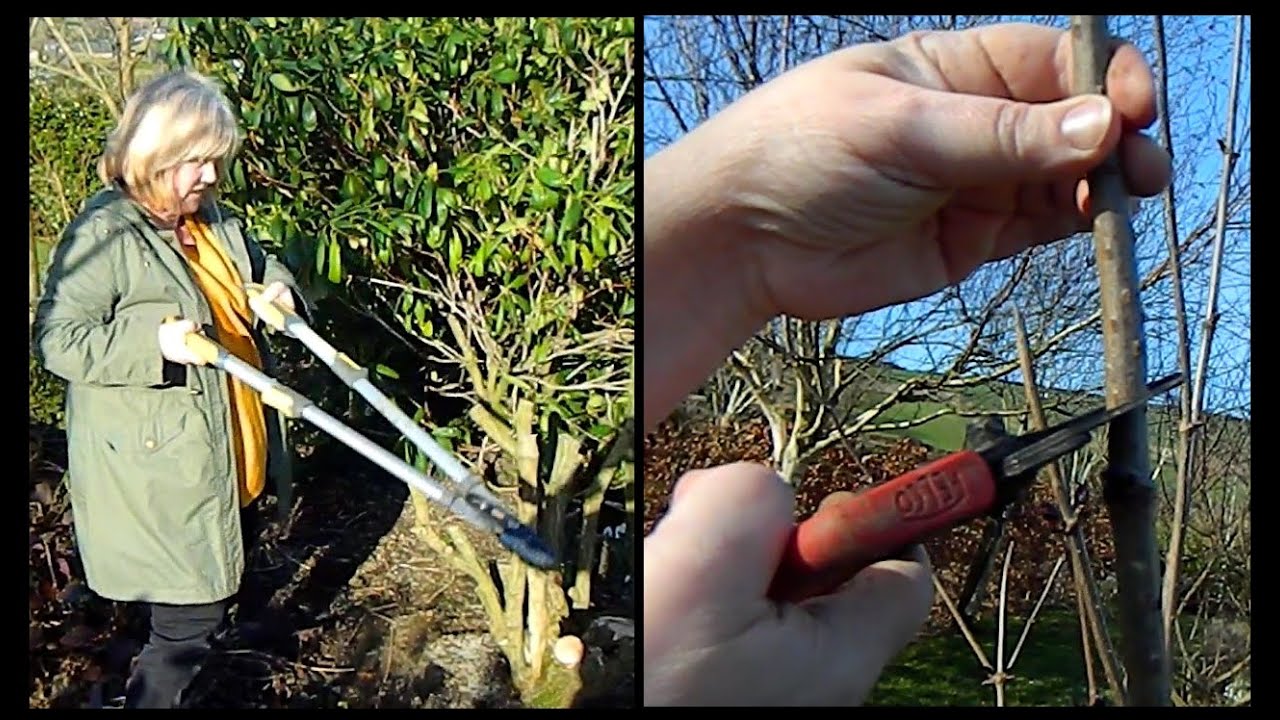 Easy Sambucus / Elder Pruning - annual prune & rejuvenating pruning