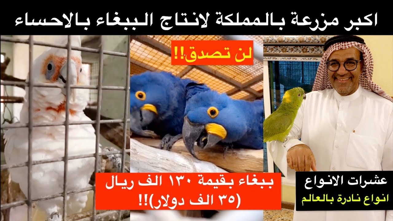 اكبر مزرعة انتاج ببغاء بالمملكة ، انواع لن تصدق اسعارها | حسين البقشي
