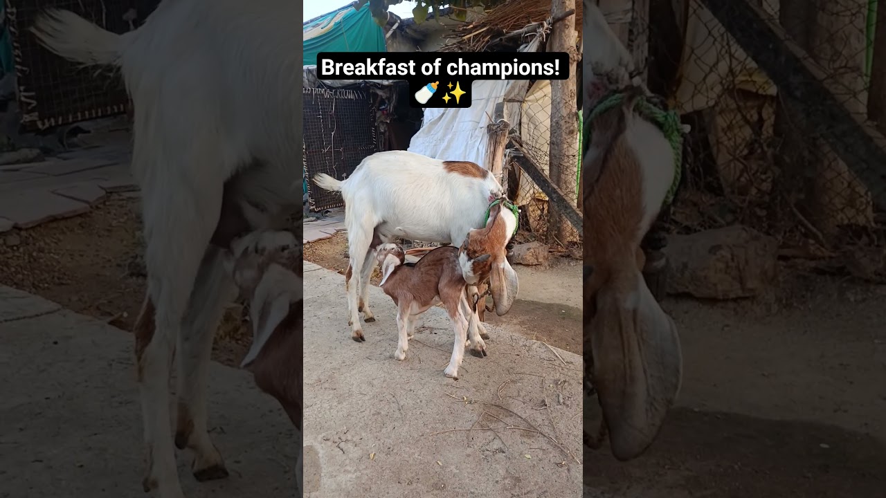 Pure Love: Mother Goat feeding her baby ❤️🍼 