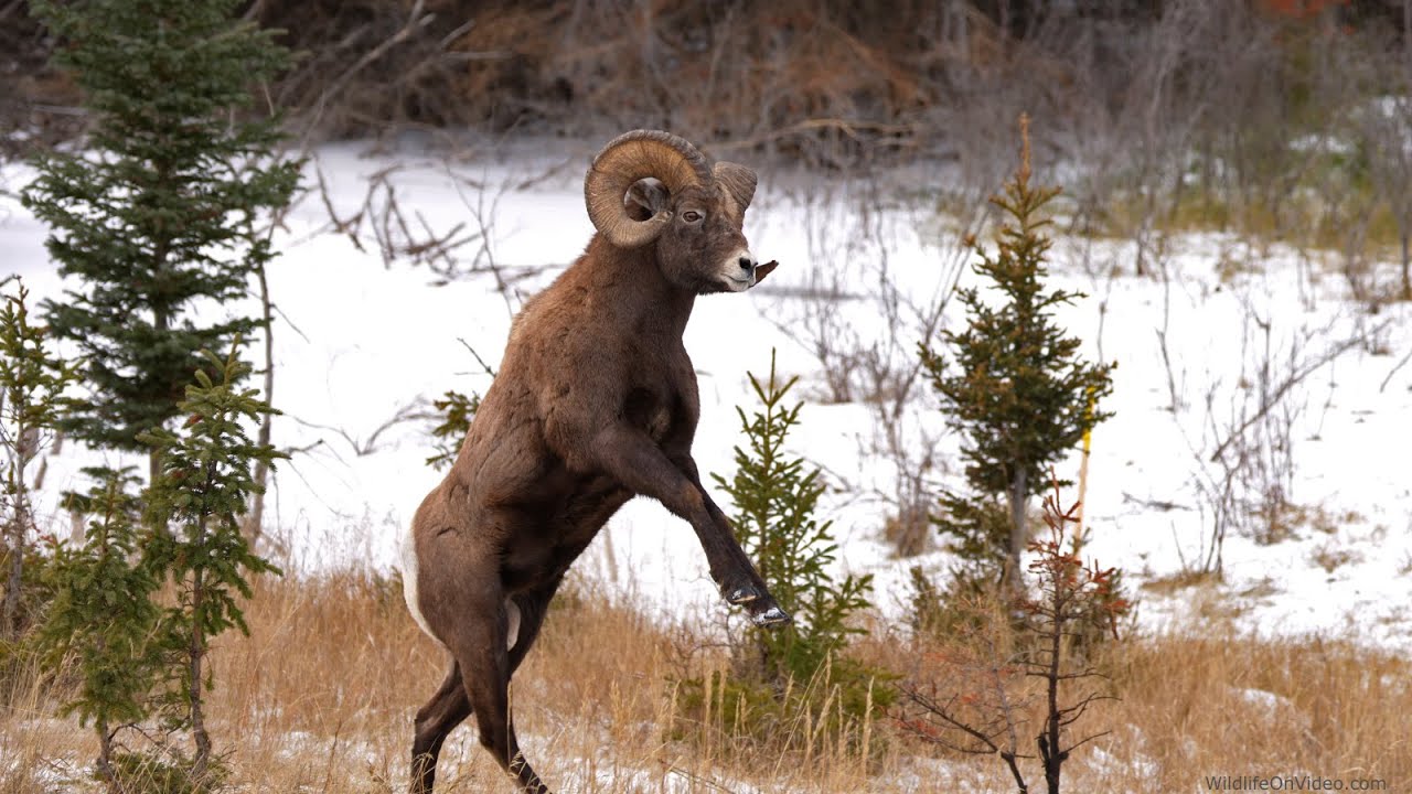Bighorn Bosses Courting in Same Herd Start Battling During Rut