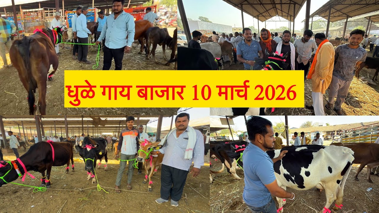 धुळे गाय बाजार live 🔴 10 मार्च 2026 Dhule Gaay Bajar 20 लिटर दूध देणाऱ्या गाई #hfcows #गीरगाय 