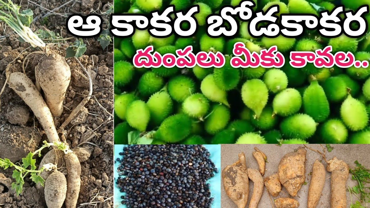 spine gourd tubers | kantola seeds | grow spine gourd | ఆ కాకర | బోడకాకర దుంపల్ని ఎలా నాటుకోవాలి