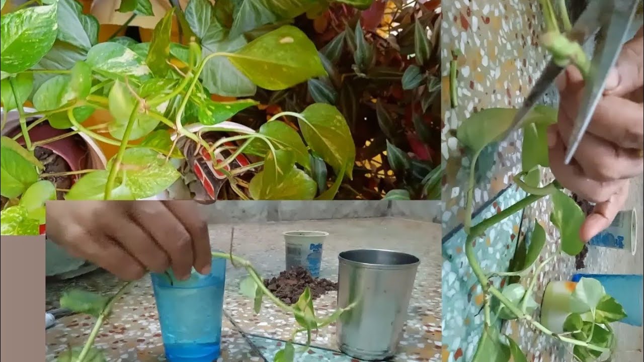 ek choti si cutting ✂️ se 🤑 money hi money 🌸🥳. #dailyvlog #moneyplant  #plants #garden #vlog