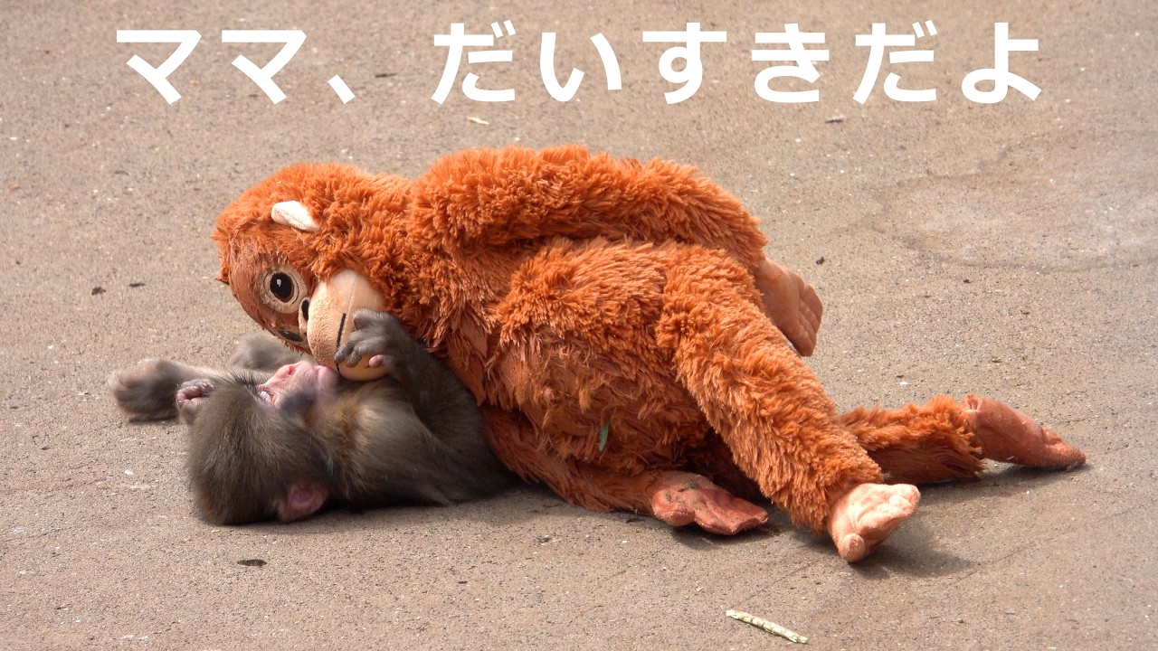 パンチとオランママの絆に思わず涙…　市川市動植物園 “ぬいぐるみがお母さん”の子ザル「パンチくん」Punch the monkey 　4K　高画質