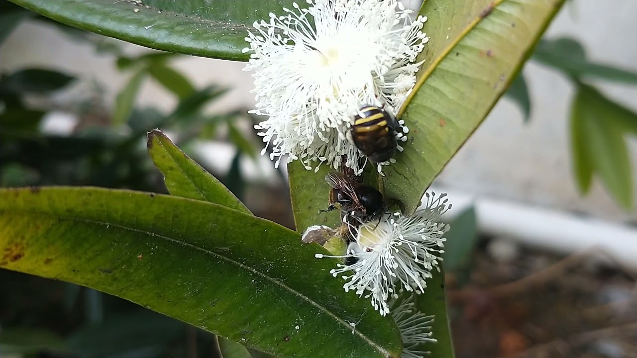 Manda&ccedil;aia e Guaraipo polinizando a cabeludinha amarela (Myrciaria glazioviana)