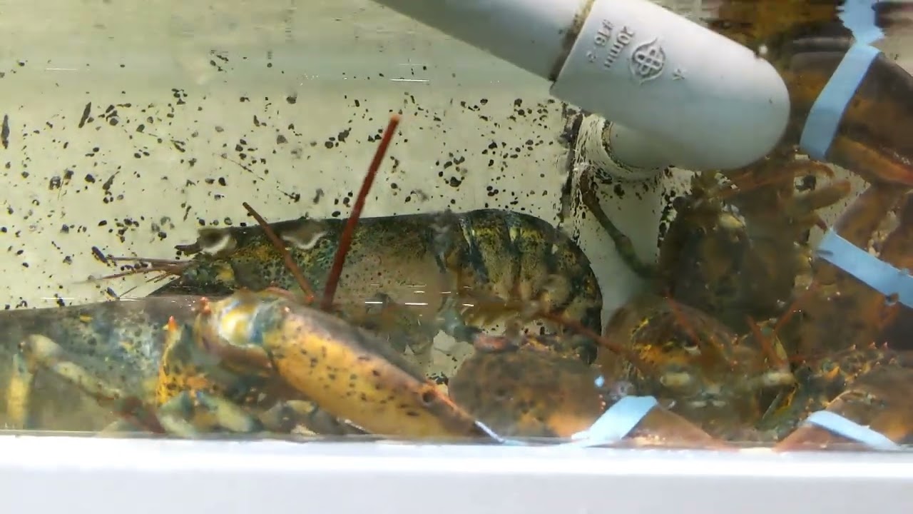 Fresh Lobster in Aquarium at Shengshiong Market #lobster #shengshiong