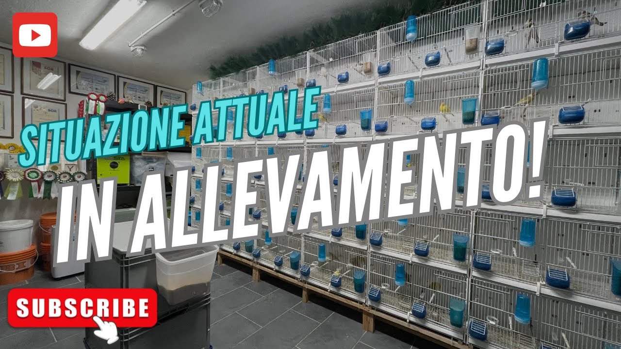 Aggiornamento situazione attuale in allevamento!