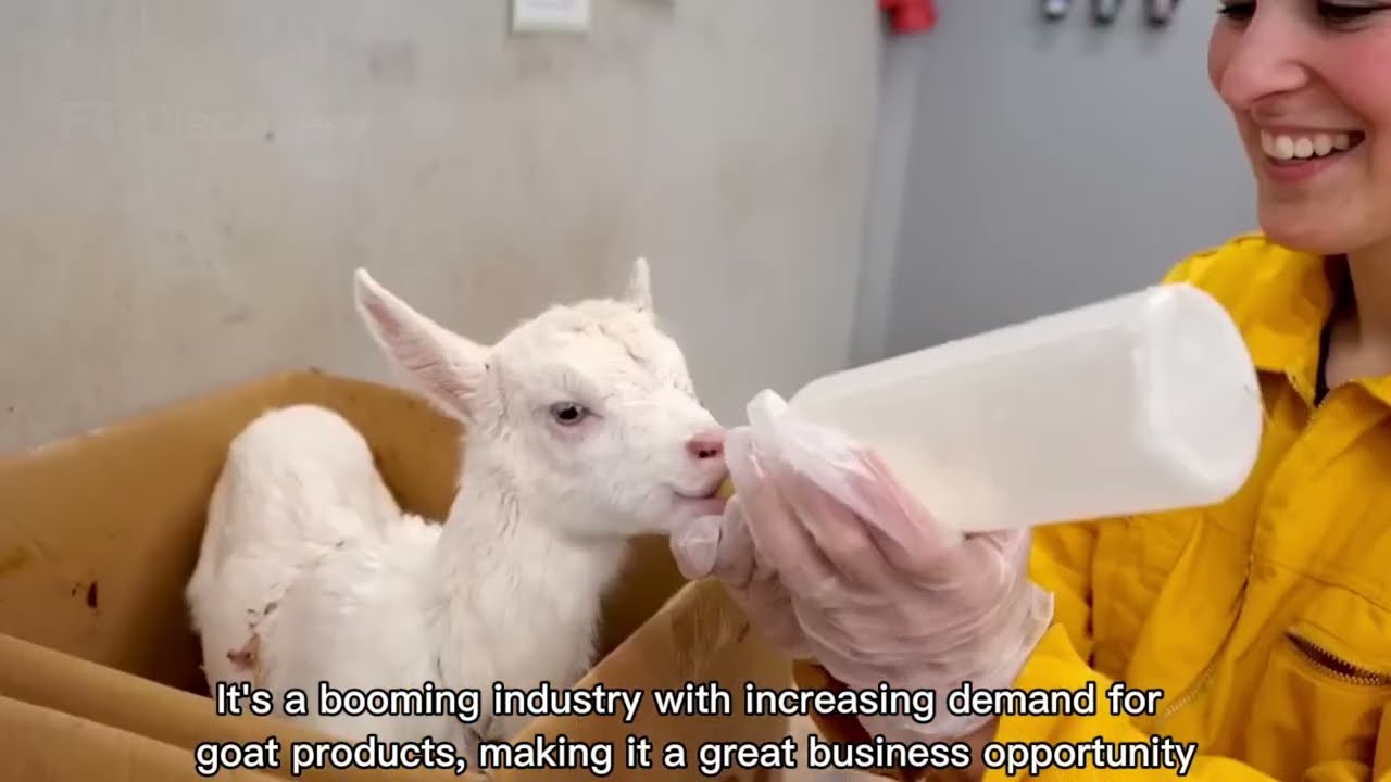 Modern Goat Farming, Goat Processing Technology | How produce Millions of Goat Meat and Milk