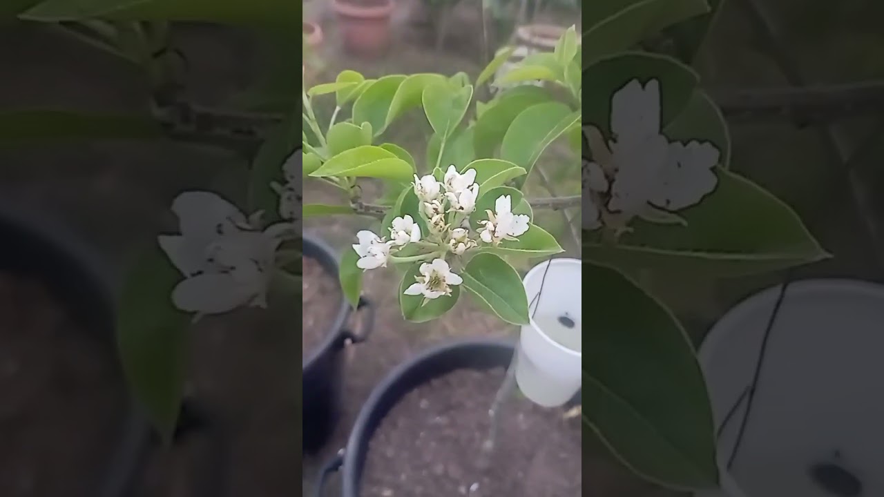 حشرة السيتوان أو خنفساء أزهار الأشجار المثمرة و طرق مكافحتها