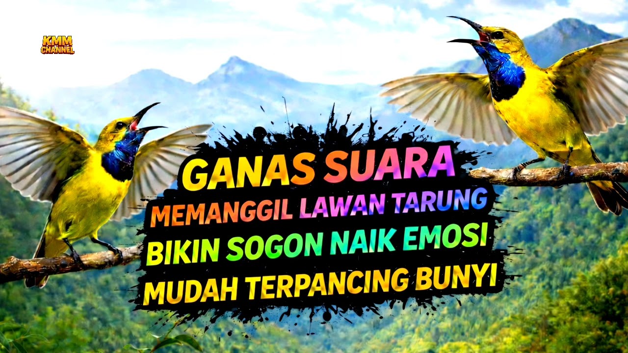 Ampuh merangsang bunyi‼️ Pancingan sogon agar emosi ngleper