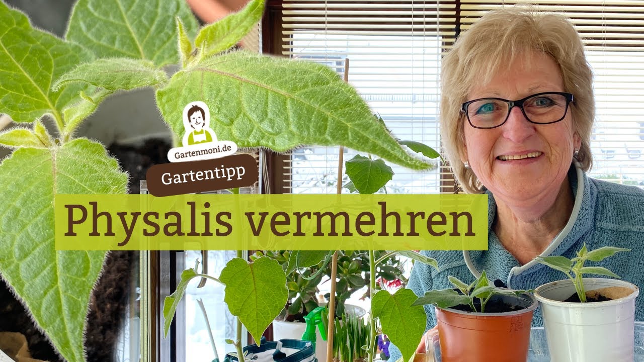 Physalis mit Stecklingen vermehren - Physalis vermehren Teil 1