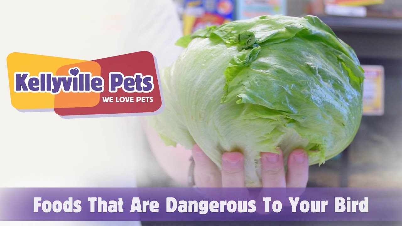 Kellyville Pets | Foods That Are Dangerous For Your Bird