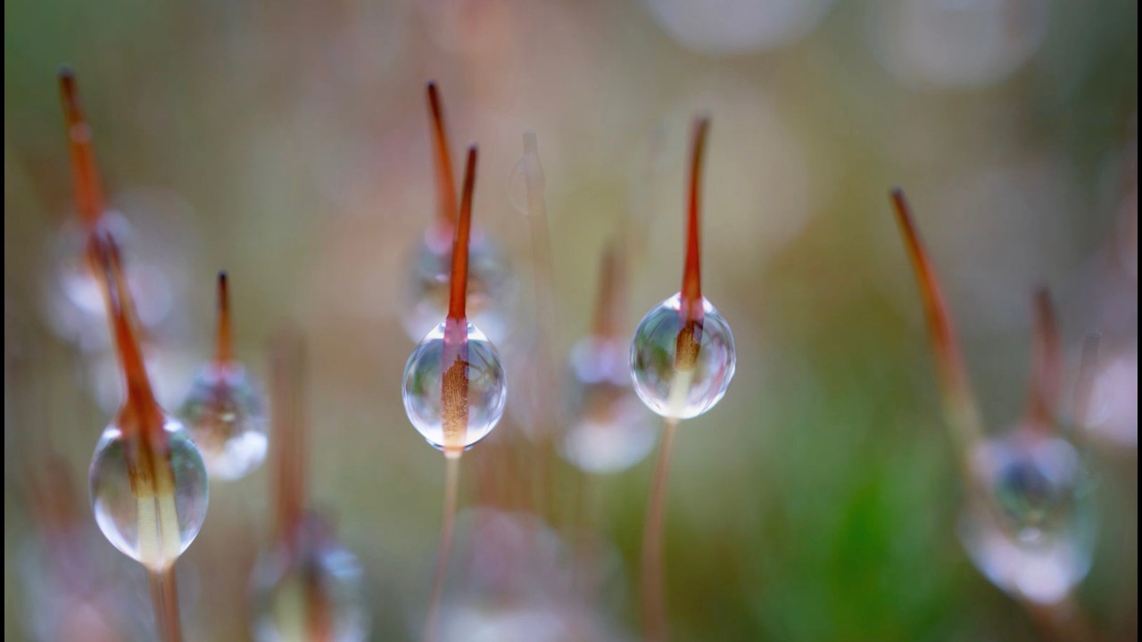 Seeding in Silence