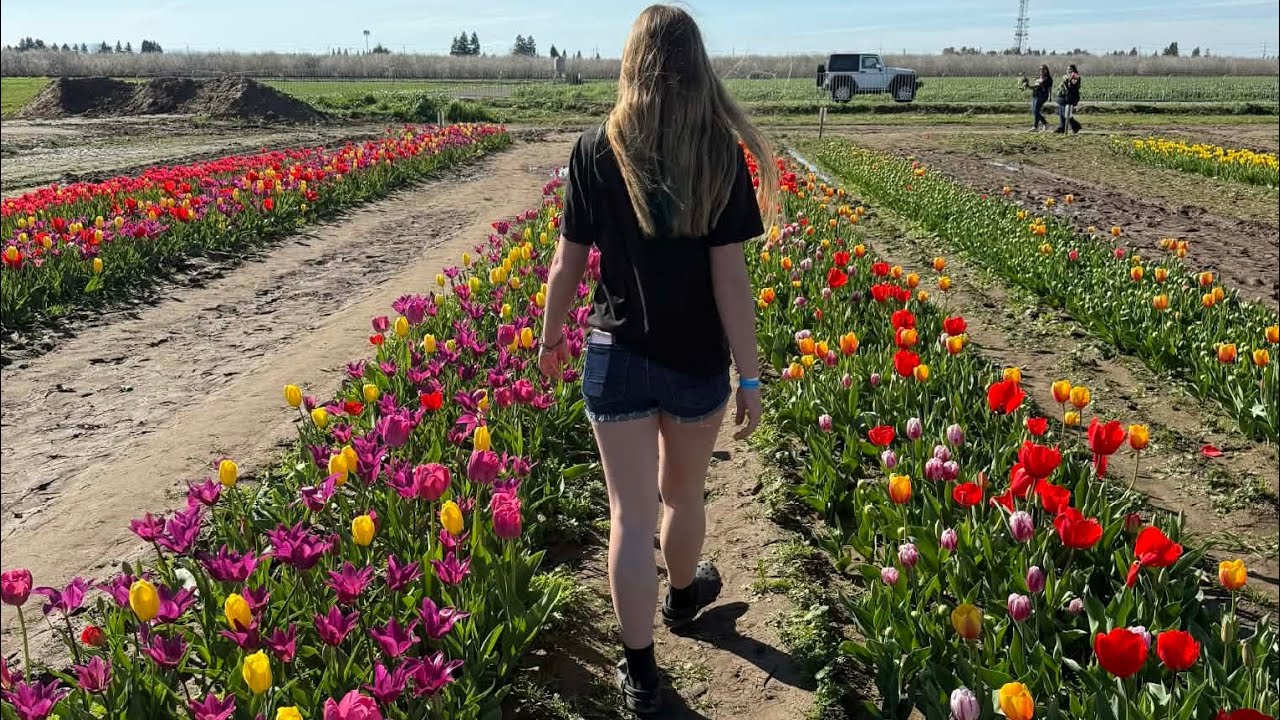 Our trip to Dutch hallow - Tulip fields