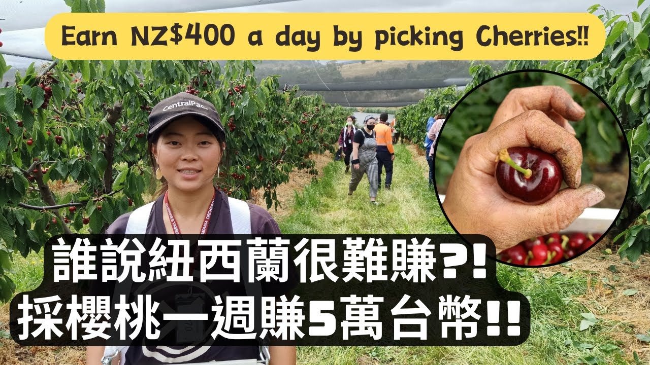 Picking cherries in Cromwell, New Zealand 紐西蘭櫻桃摘採介紹，工作環境、收入大公開 | 櫻桃摘採特集(上)【紐打大小事 EP06】紐西蘭採櫻桃