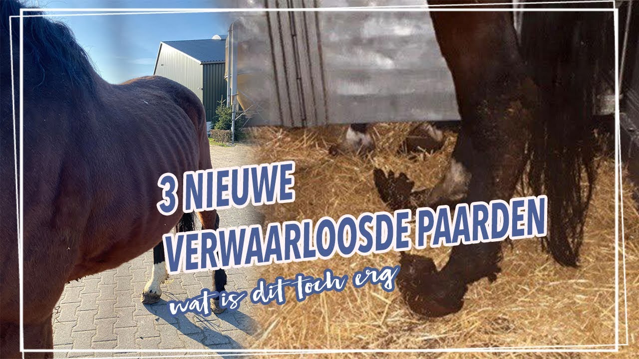 3 NIEUWE VERWAARLOOSDE PAARDEN....