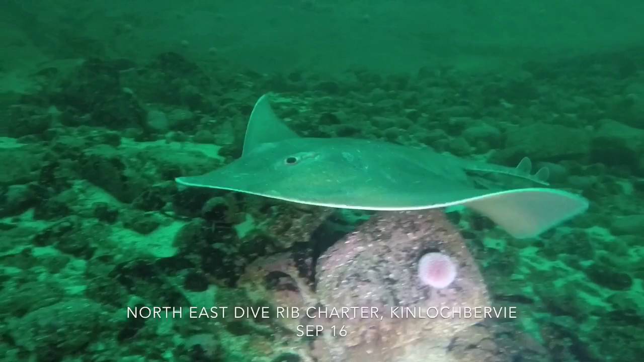 Diving with Common Skate, North East Dive