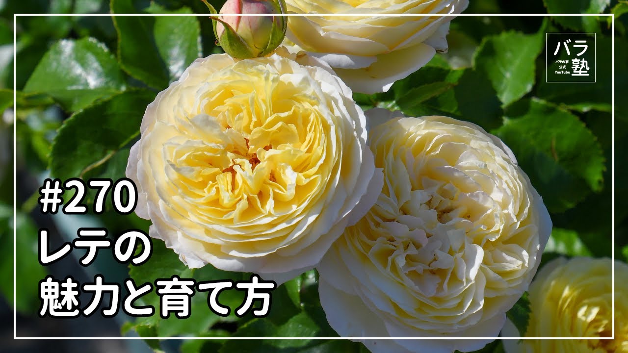 #270 レテの魅力と育て方