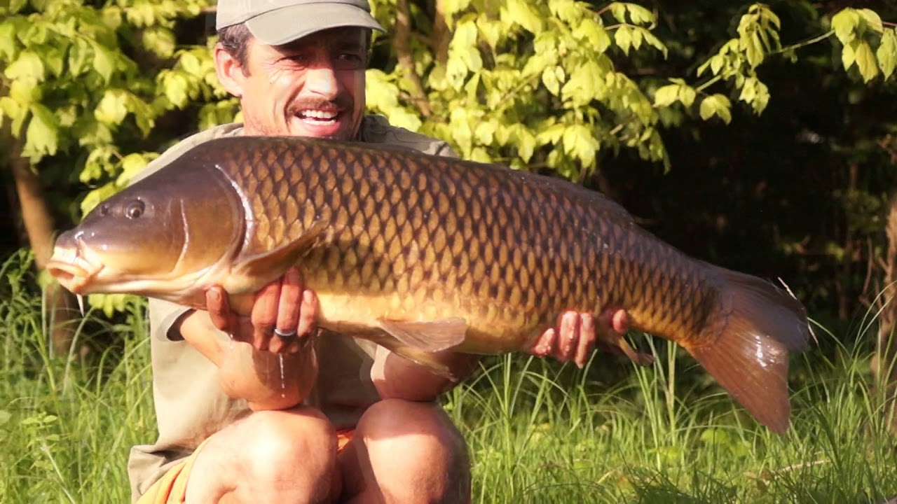 Dordogne River Carp in all their glory.