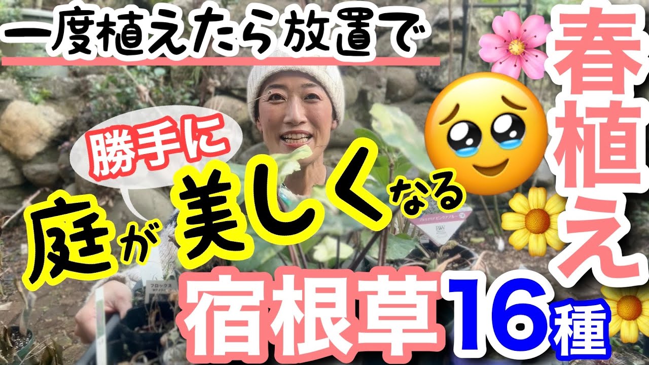 【宿根草】一度植えると庭が勝手に美しくなる宿根草16種・春植え🌸/ シェードガーデンに明るさと花（華）を加えられる人気種 / 湿り気味？乾燥気味？植え付け時の土も重要ポイント【ガーデニング】