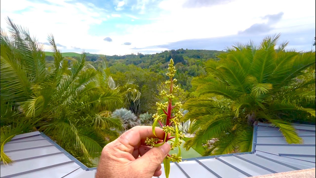 Cut Off those Spring Mango Flowers!!!🥭🥭🥭