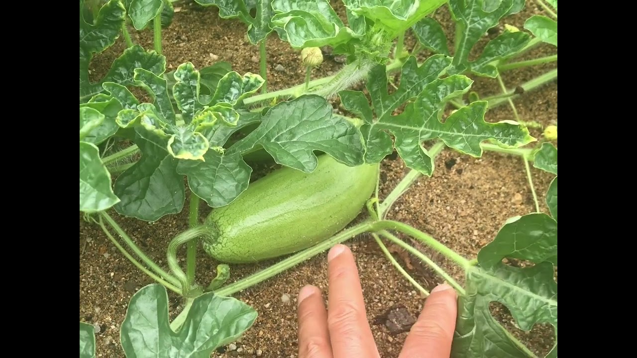 Charleston Grey Watermelon