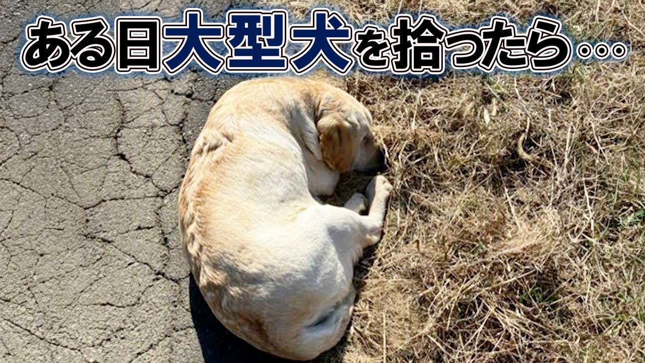 道端に倒れていたレトリーバーとの出会いで人生が大きく変わったお話