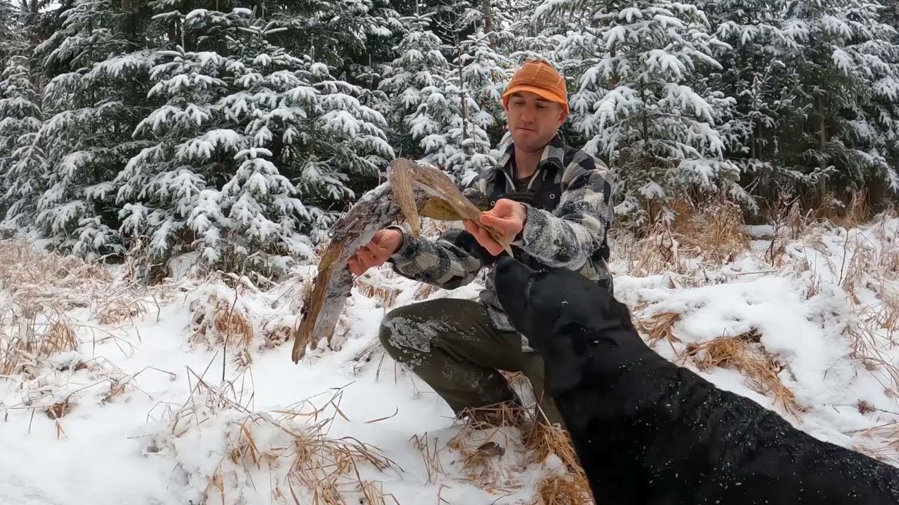 Follow the Nose | Shed Hunting Dogs | 2024