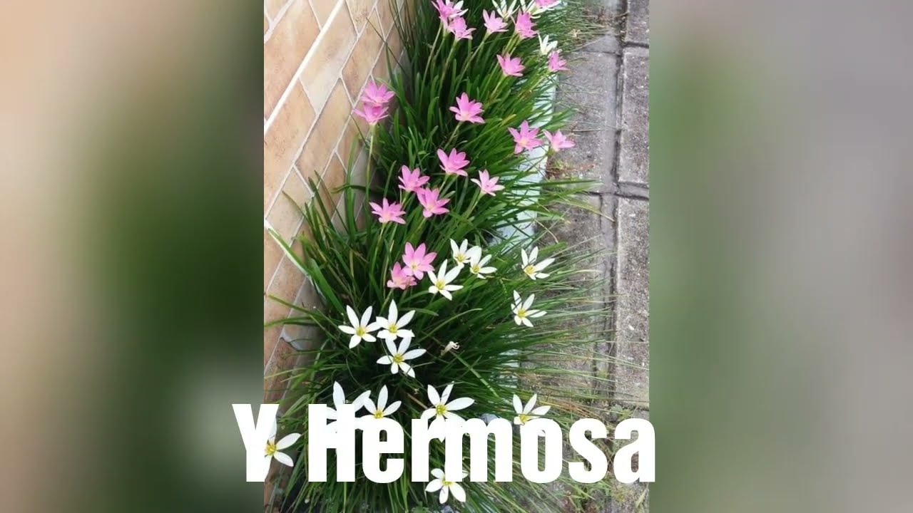 🌿 Cómo Mantener Con Flores El Lirio Persa Y Frondosa La Planta Cinta O Mala Madre