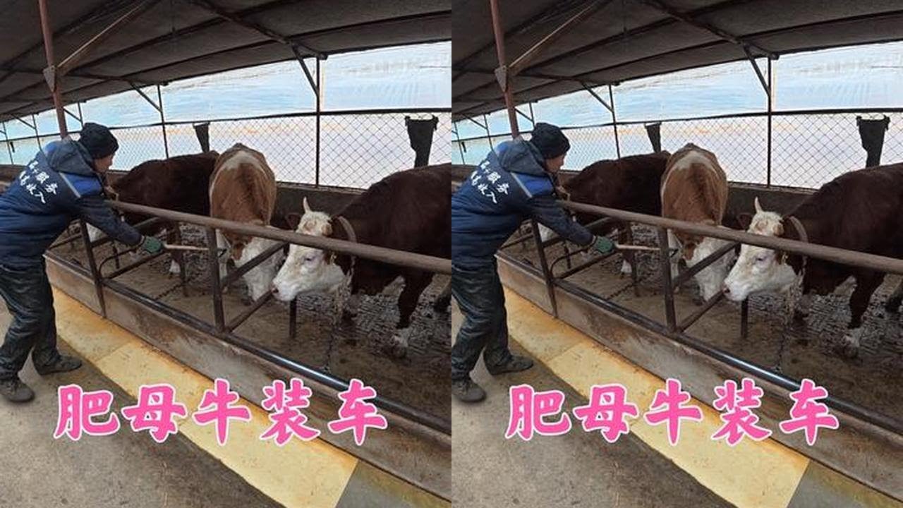 双双为省900元自己装肥母牛，过程坎坷下称打款，到底是赚是赔 #三农 #日常#家庭生活 #我的乡村生活#创业 #生活 #日常 #养殖