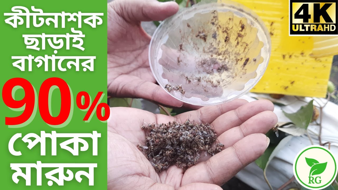 কীটনাশক ছাড়া সম্পূর্ণ জৈব উপায়ে বাগানের ৯০% পোকা মারুন | Yellow Sticky TRAP | RAJ Gardens | 4K