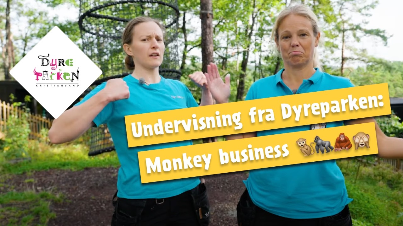 Undervisning fra Dyreparken: MONKEY BUSINESS 🐒🦍🦧🙈