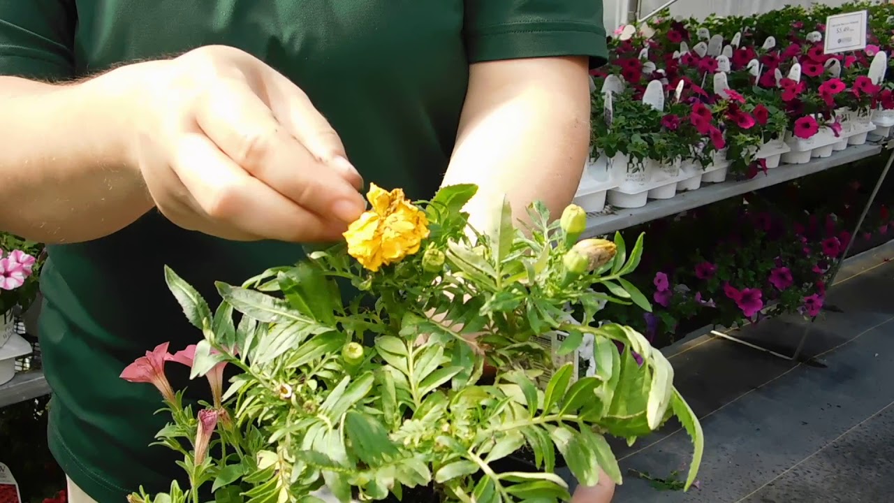 Caring for Part sun to sun annuals: Pansy, Marigold, Petunia
