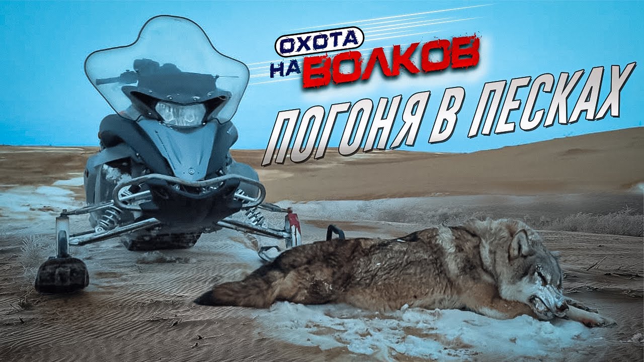 Самый трудовой ВОЛК за 25 лет ОХОТА на ВОЛКОВ,wolf hunting