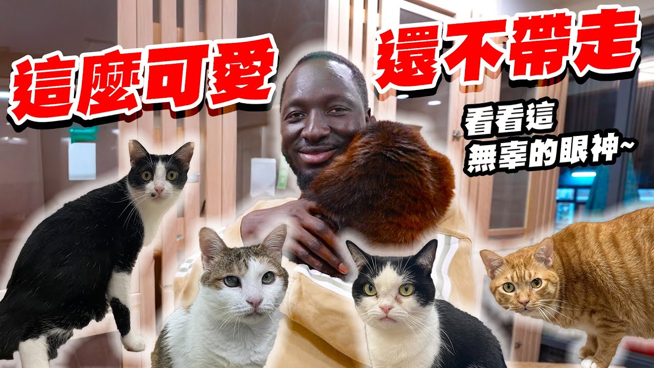 「這張照片會改變牠的一生❓」🐈🐈‍⬛黑龍為40幾隻貓咪拍下故事，牠們真的能被看見嗎❓ ft.德國Emma床墊 