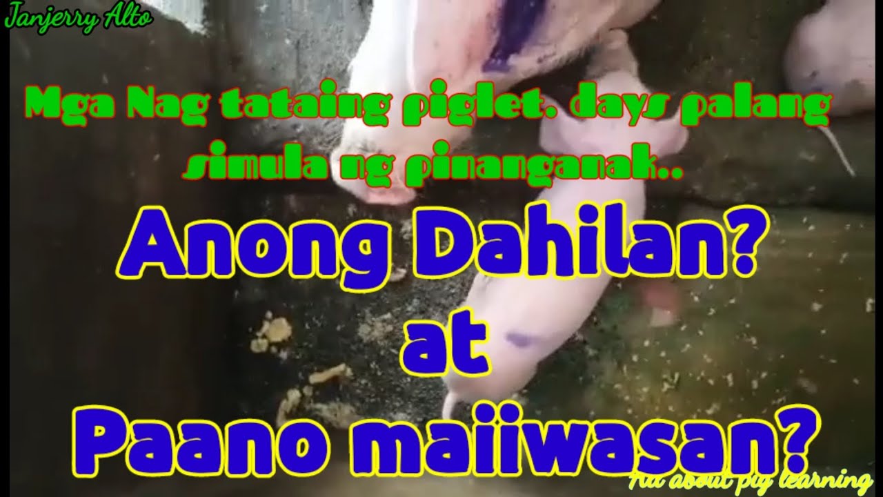 Mga biik na nag tatae days Palang simula ng Inanak.. @baboy