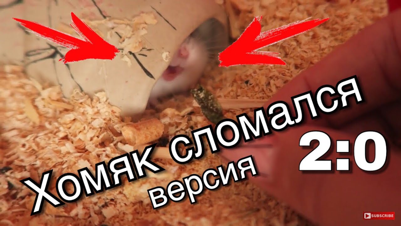 ХОМЯЧОК СЛОМАЛСЯ ВЕРСИЯ 2:0 😂😂😂