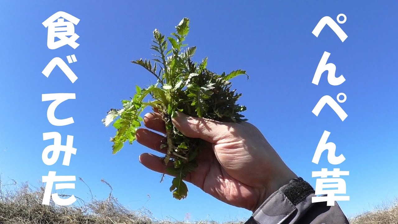 【手軽な野草】フナの卵とナズナでパスタ作ってみた