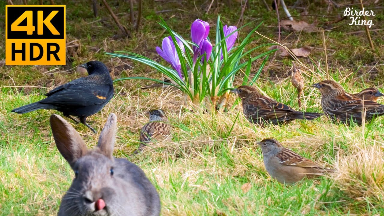 кошка тв 😺🐰 Очаровательный кролик, птички и белочки весной 🐦 8 часов (4K HDR)