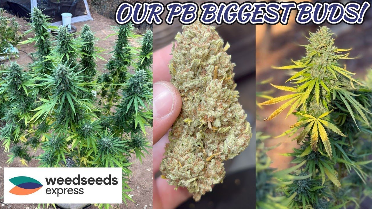 OUTDOOR BUBBLEGUM SHERBET COUCH CHRON!!