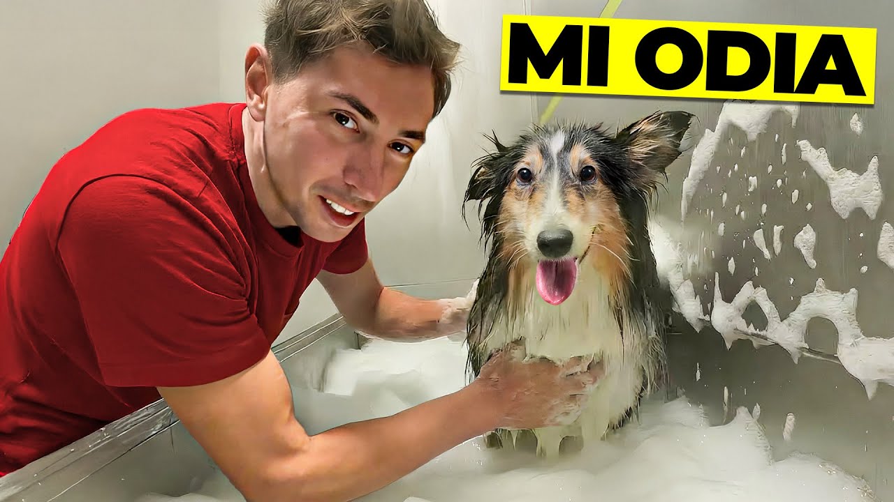 Toelettatura FAI DA TE al mio cane😱 ma ne esce INCANTEVOLE❤️
