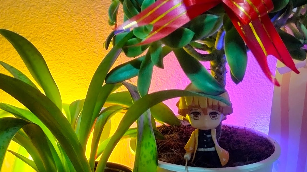Ep54ชมดอกไม้🌱🌱🌼จากบ่าวสมพอน Laotai กำลังถ่ายทอดสด!