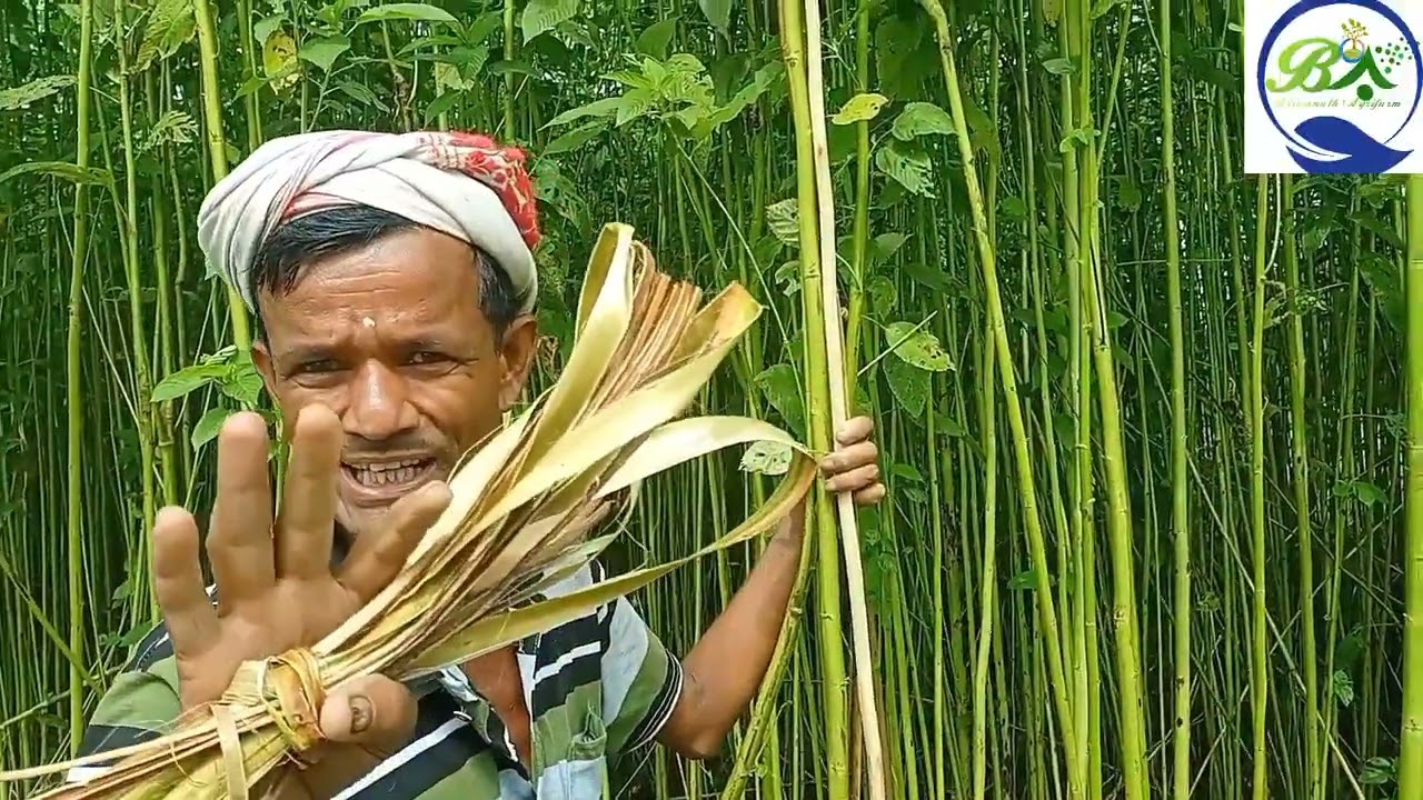 মৰাপাট খেতি আৰু  লাভালাভৰ বিষয়ে কিছু জানো আহক।