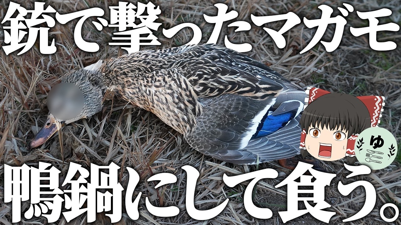 銃で撃ったマガモを鴨鍋にするだけ。